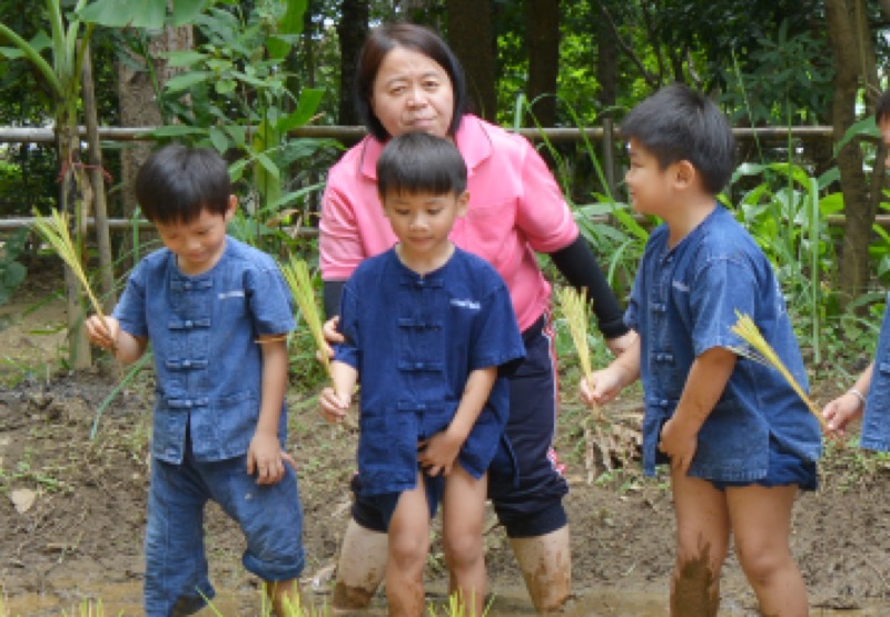 ดำนา กิจกรรมที่นักเรียนชั้น อ.3 โรงเรียนดรุณนิมิตวิทยา ได้ทำทุกคน