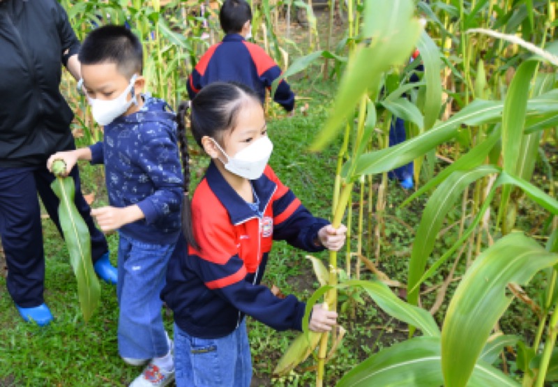 ข้าวโพด